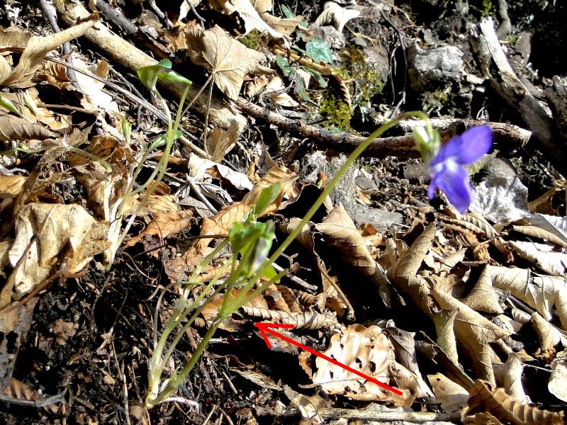 Viola sp. Nord Grecia - (elementi diacritici per determinare una Viola)